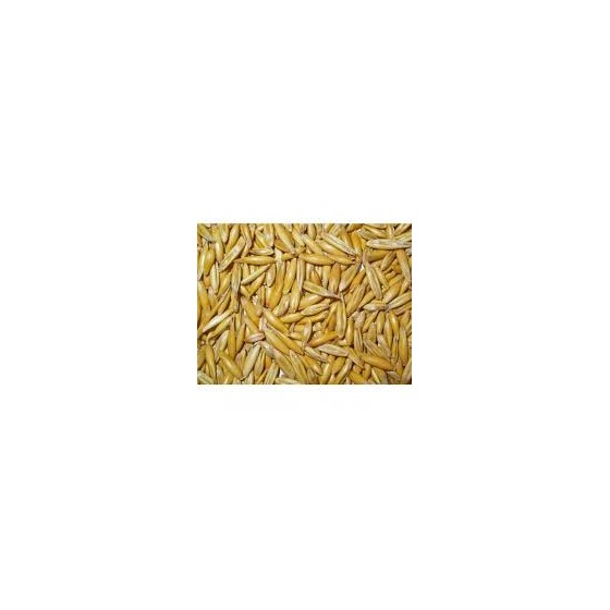 AVENA KG 20 MANG.SEMPLICE